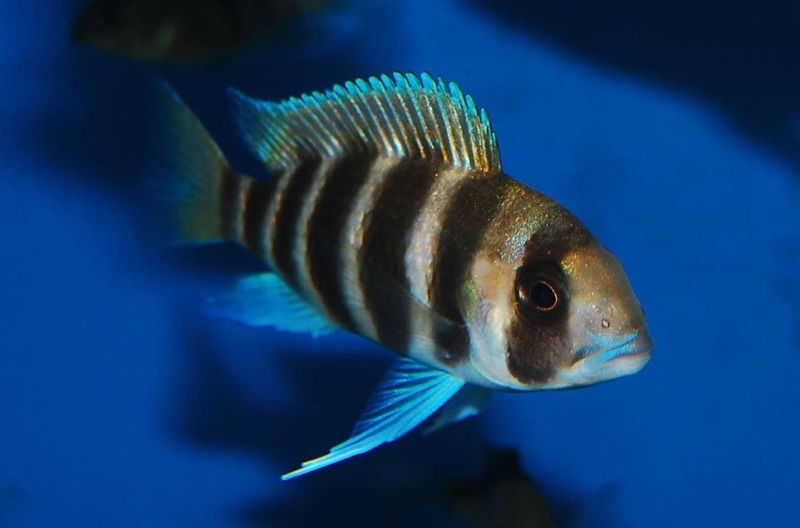 Cyphotilapia frontosa 'Kigoma'